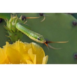 TX, Kimble Co, Rough green snake and prickly pear