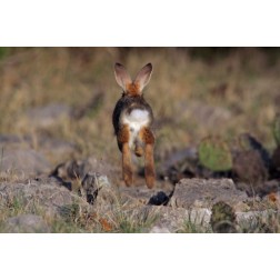 TX, Kimble Co, Cottontail rabbit running