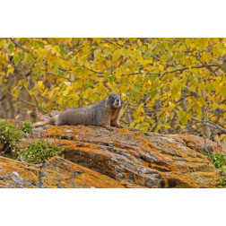 CO, Rocky Mts Yellow-bellied marmot on an autumm