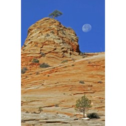 UT, Zion NP Moonset on rock formation