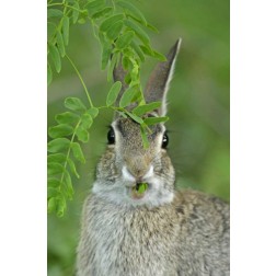 TX, McMullen Co, Eastern cottontail rabbit eats
