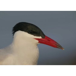 FL, St Petersburg, Caspian terns head