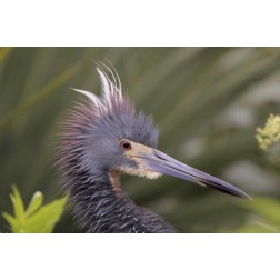 FL Side portrait of tricolored heron head