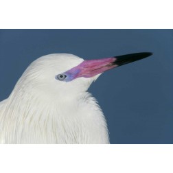 FL, Little Estero Lagoon Reddish egret
