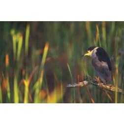 FL, Everglades NP Black-crowned night heron