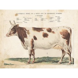 Anatomical Model Cow