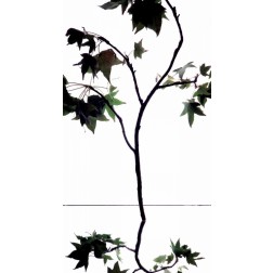 Maple Branch V