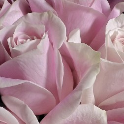 Pastel Pink Rose Bouquet