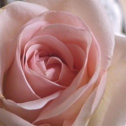 Salmon Rose Close-Up