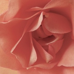 Coral Rose Close-Up I