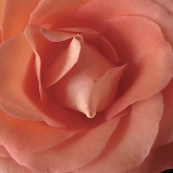 Coral Rose Close-Up II