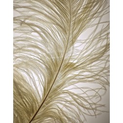 Feather Close-Up I