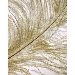 Feather Close-Up II