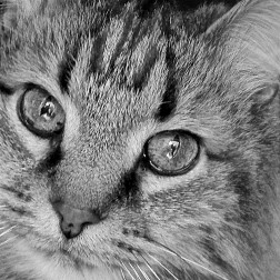 Cat Eyes BandW I
