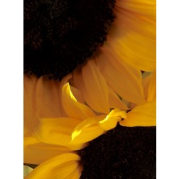 Sunflowers IX