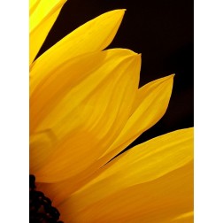 Sunflowers X