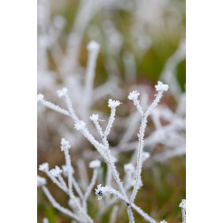 Winter Frost I