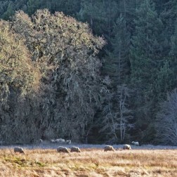 Sheep and Oak Trees
