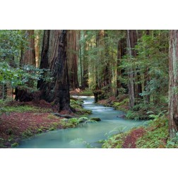 Redwood Forest II
