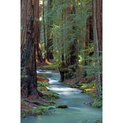 Redwood Forest IV