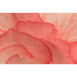 Pink Begonia Petals II
