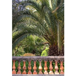 Riviera Garden Palm I