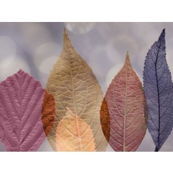 Leaf Patterns I