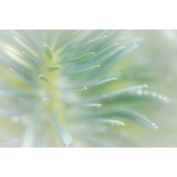 Euphorbia II