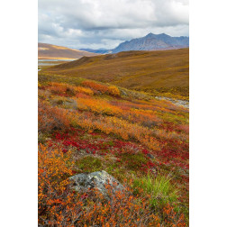 Arctic National Preserve II