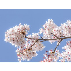 Spring Cherry Blossoms I