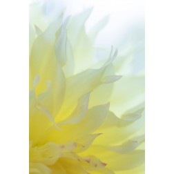 Dahlia Blossom I