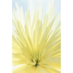 Yellow Chrysanthemum II