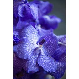 Vibrant Periwinkle Floral I
