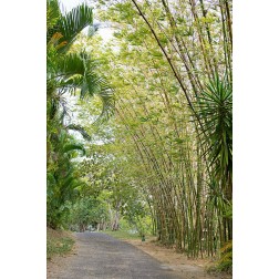 Tropical Path II