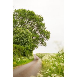 Winding Floral Lined Road