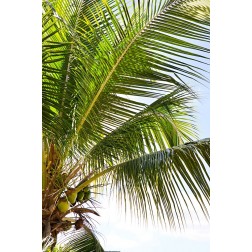 Tropical Coconut Tree