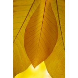 Golden Leafs I