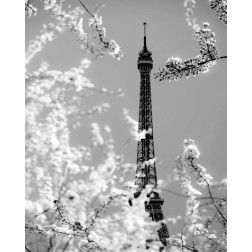 Spring Eiffel BW