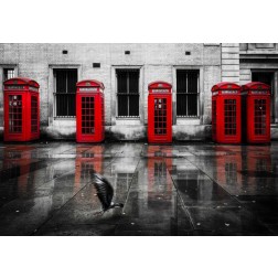 London Phone Booths Bird