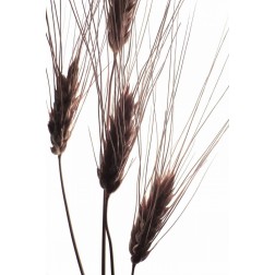 Wheat II