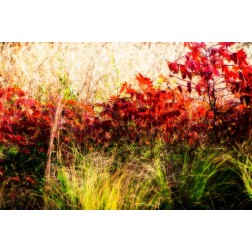Color Of Fall II