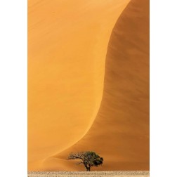 Namibia, Namib-Naukluft Park Sand dune and tree