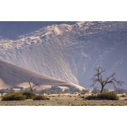 Namibia, Namib-Naukluft Sand dunes and trees