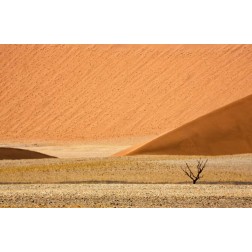 Namibia, Namib-Naukluft Sand dunes and dead tree
