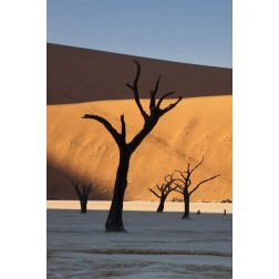 Namibia, Sossusvlei Sunrise on dead trees