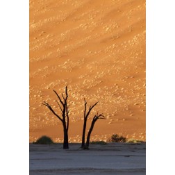 Namibia, Sossusvlei Dead trees with sand dune