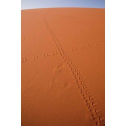 Namibia, Sossusvlei Animal tracks on a sand dune