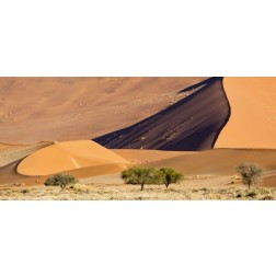 Namibia, Namib-Naukluft Park Sand dunes and tree