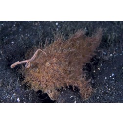 Indonesia, A hairy frogfish using its lure