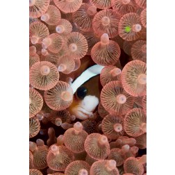 Indonesia A Clarks anemonefish peeking out